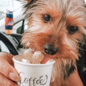 Yorkie eating a doggie biscuit from Coffee Haven - Only in Onslow NC