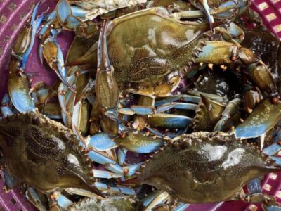 Crabs