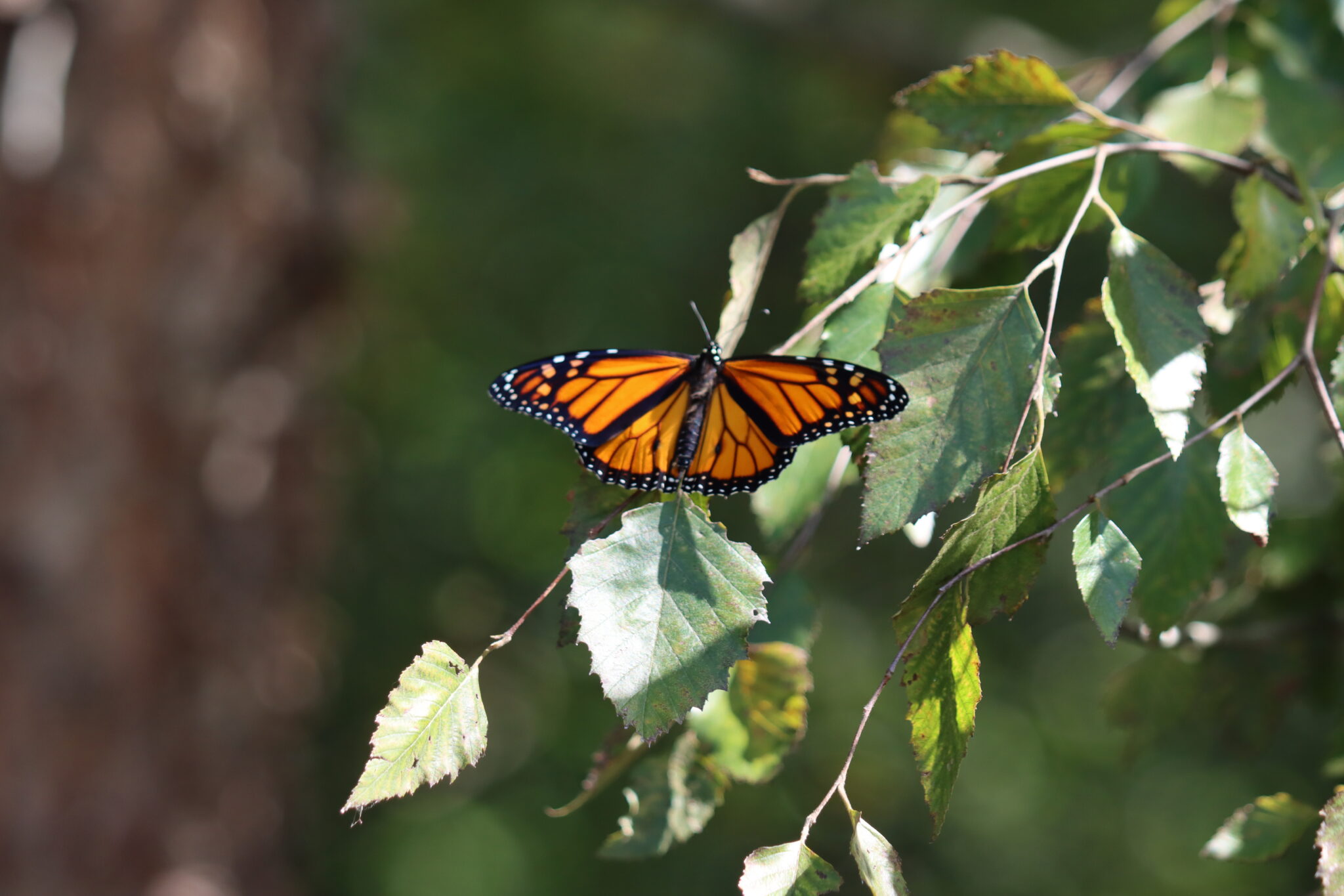 Monarch Butterfly on tree limb.