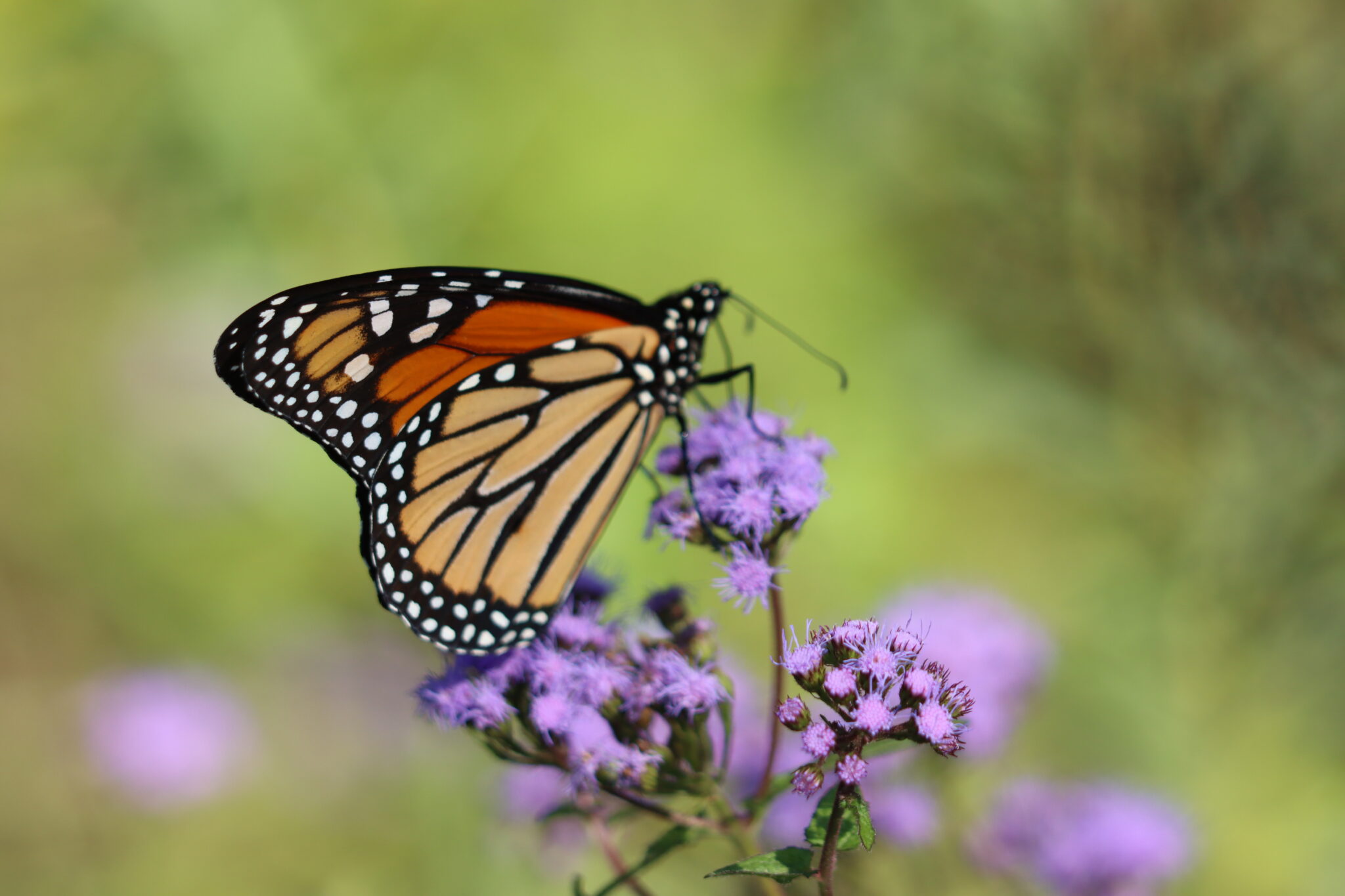 Monarch Butterfly perched on flower