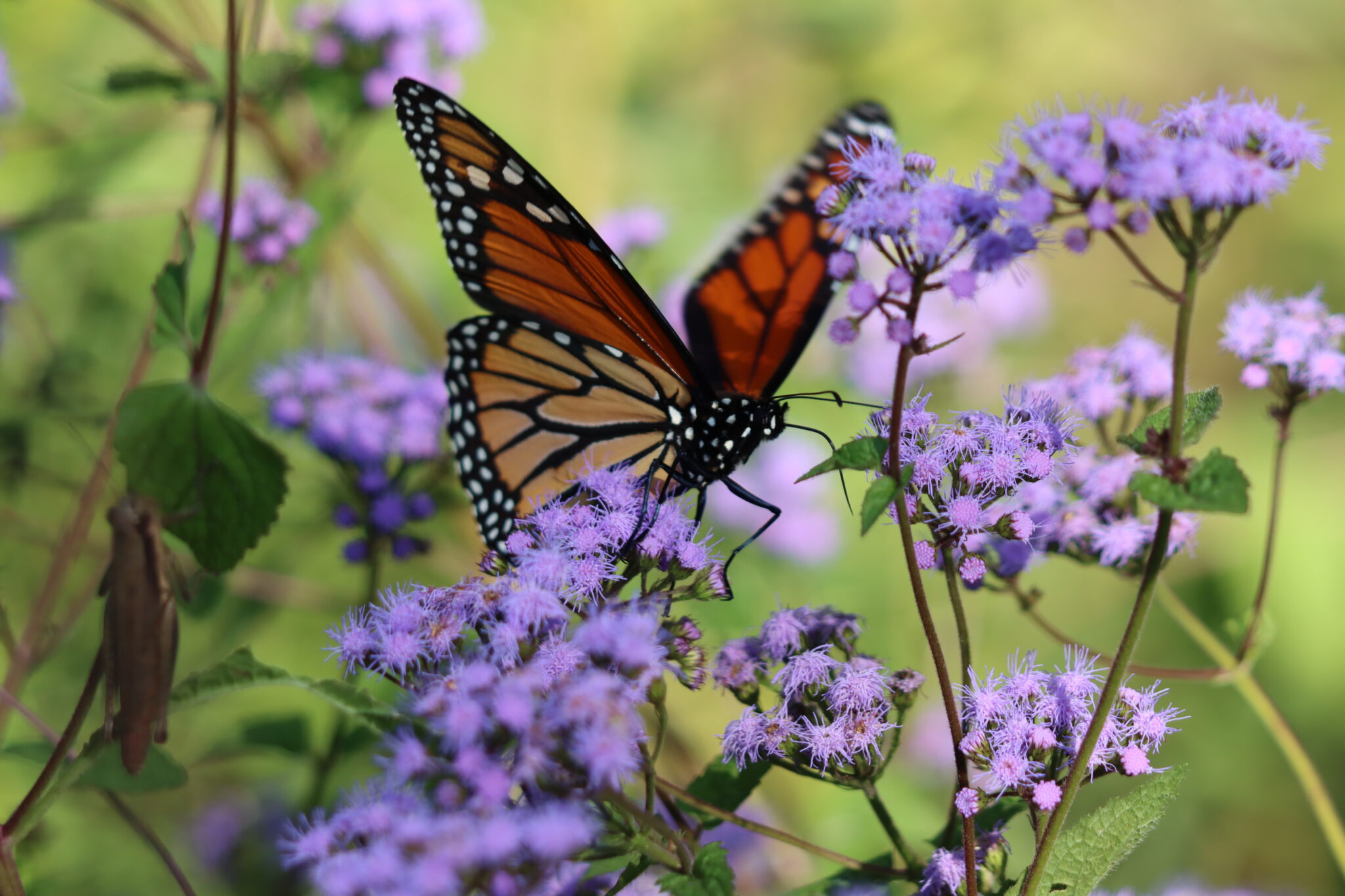 Monarch Butterfly on purple milkweed.
