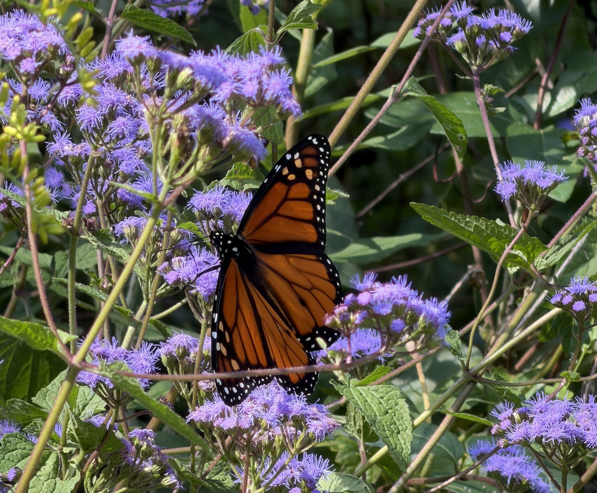 Monarch Butterfly on milkweed.