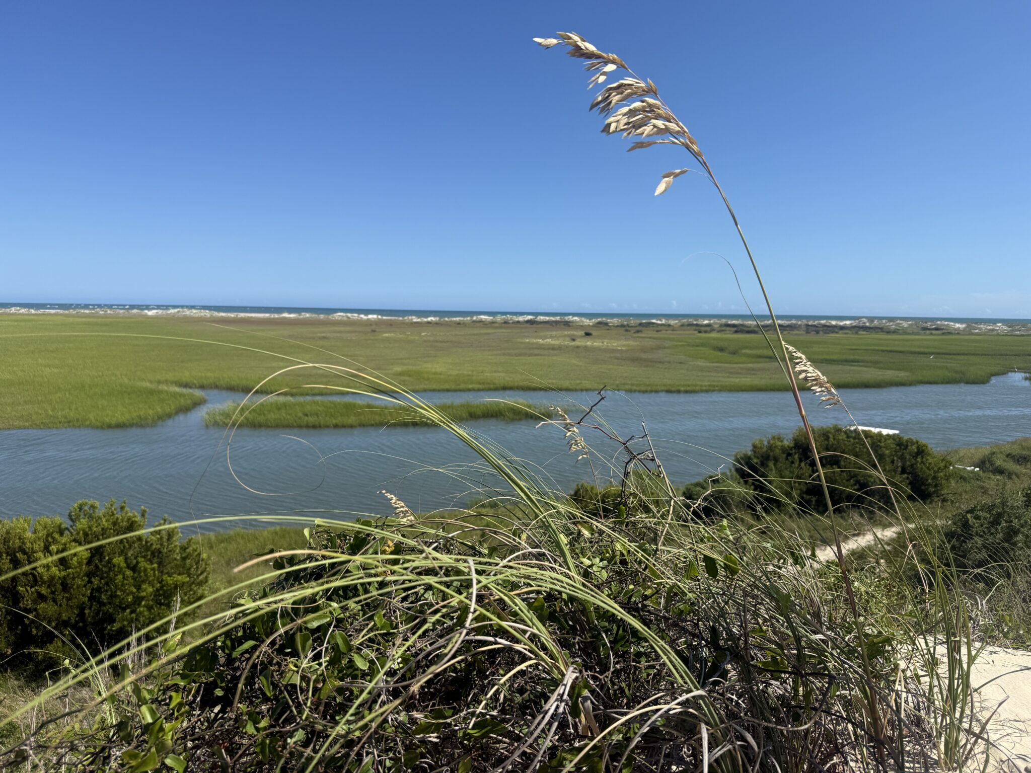 Sea oat with marsh and ocean in the background.