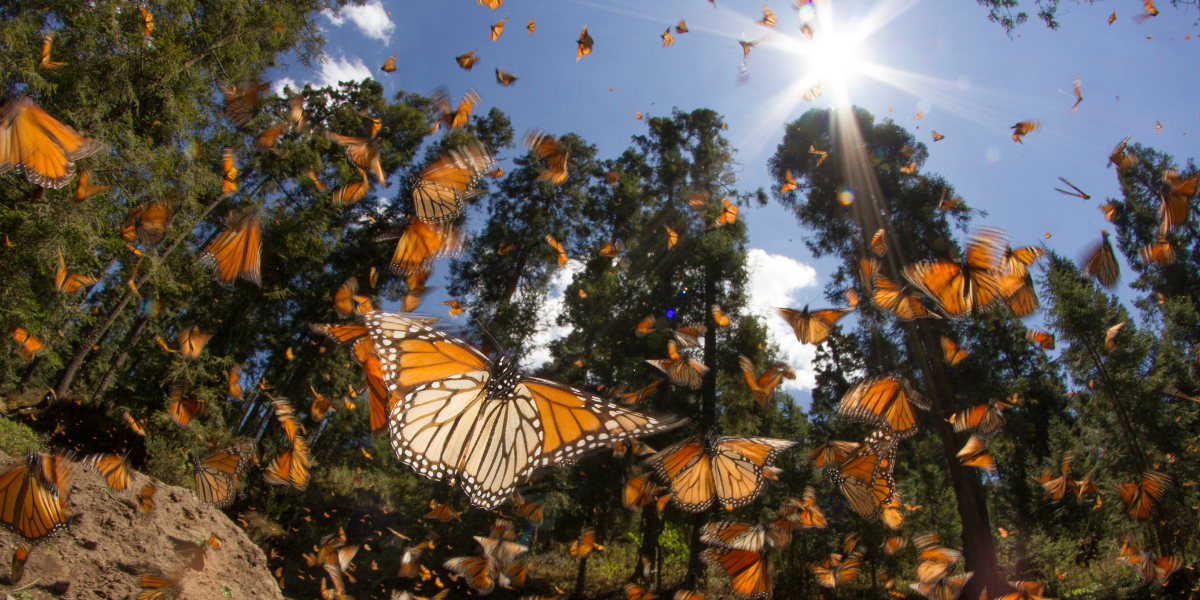 Swarm of Monarch Butterflies in a wooded area