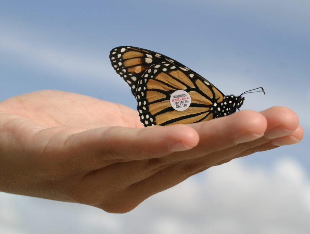 Monarch Butterfly with tag
