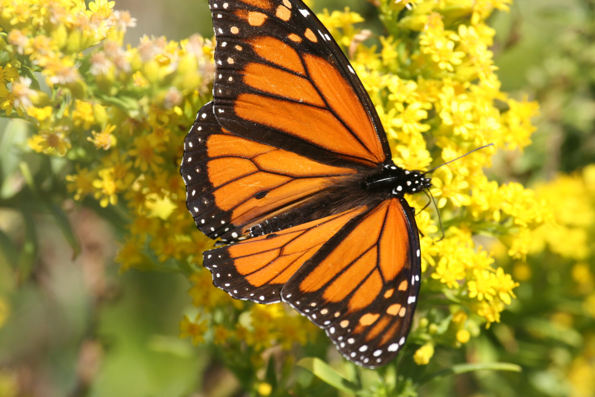 Monarch Butterfly on yellow milkweed